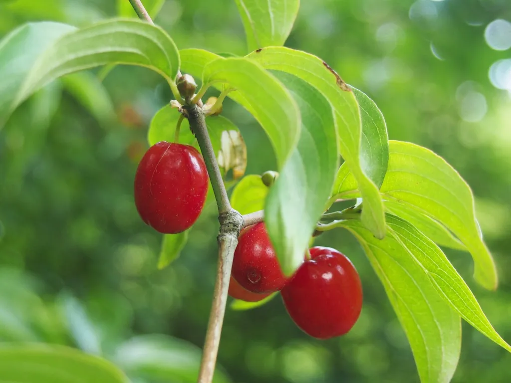 Kornelkirsche (Cornus mas) – Früchte in Nahaufnahme, Pflanzenfoto