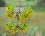 Cornelian Cherry (Cornus mas) care guide