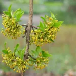 Cornelian Cherry (Cornus mas) – plant photo
