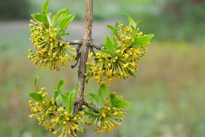 Cornus mas