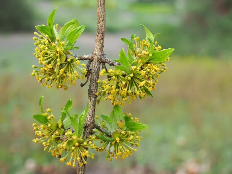 Cornus mas