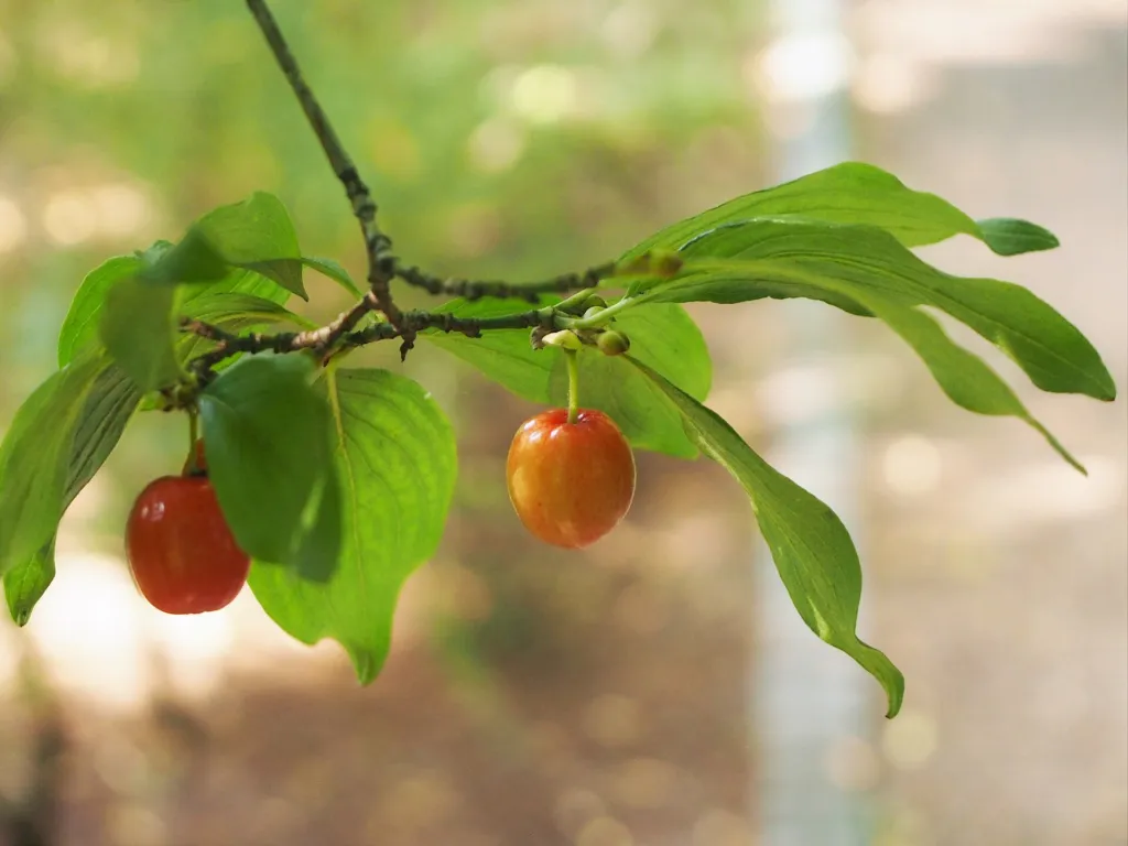 Kornelkirsche (Cornus mas) – Früchte in Nahaufnahme, Pflanzenfoto