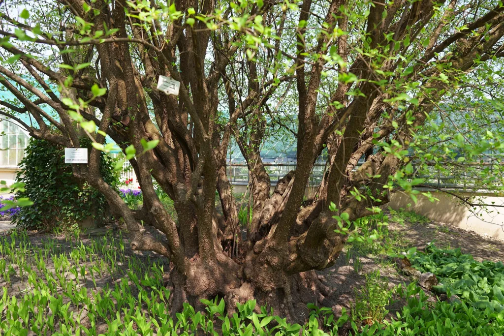 Kornelkirsche (Cornus mas) – im Garten, Pflanzenfoto