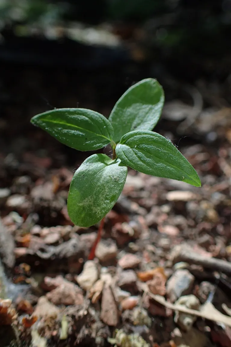 common dogwood (Cornus sanguinea) – in a garden setting, plant photo