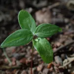 common dogwood (Cornus sanguinea) – plant photo