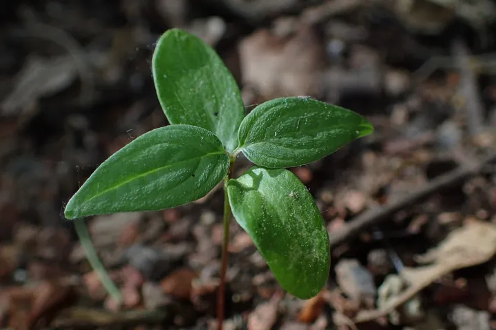 Cornus sanguinea