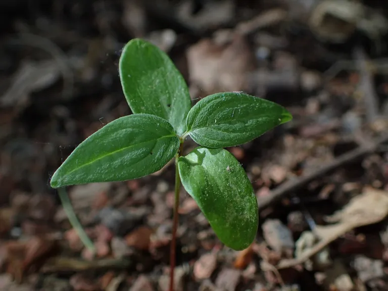 Cornus sanguinea