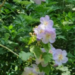 Corynabutilon vitifolium care guide (Corynabutilon vitifolium) – plant photo