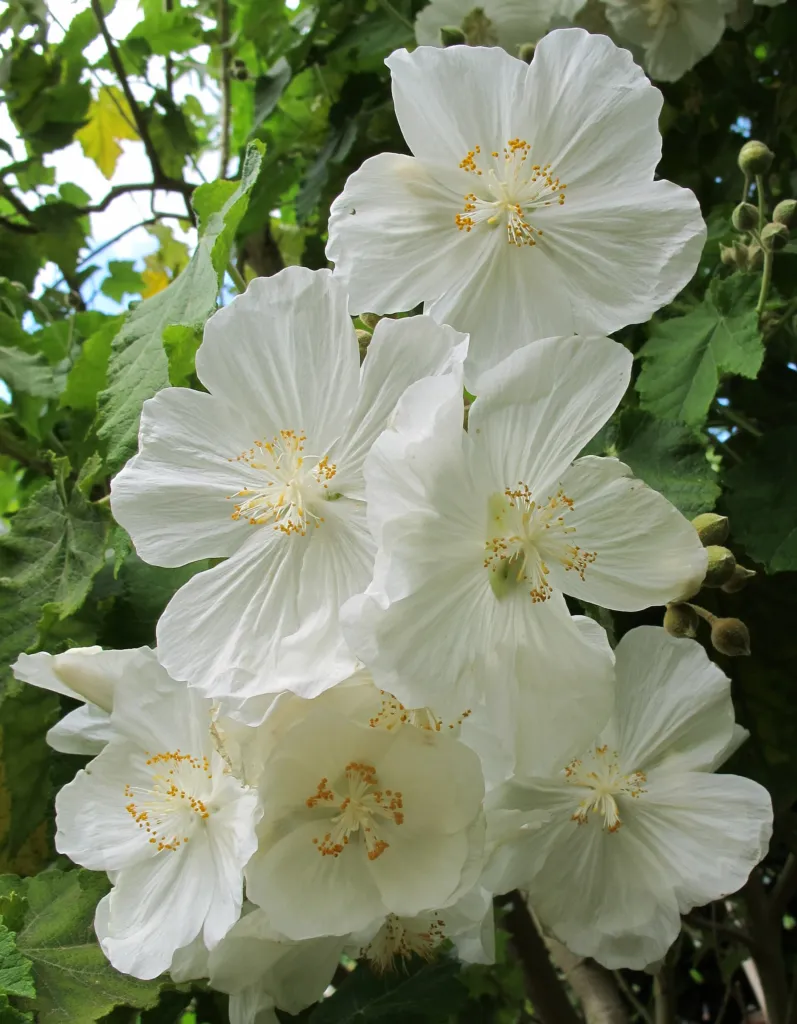 podslnečník viničolistý (Corynabutilon vitifolium) – typický vzhľad, fotografia rastliny