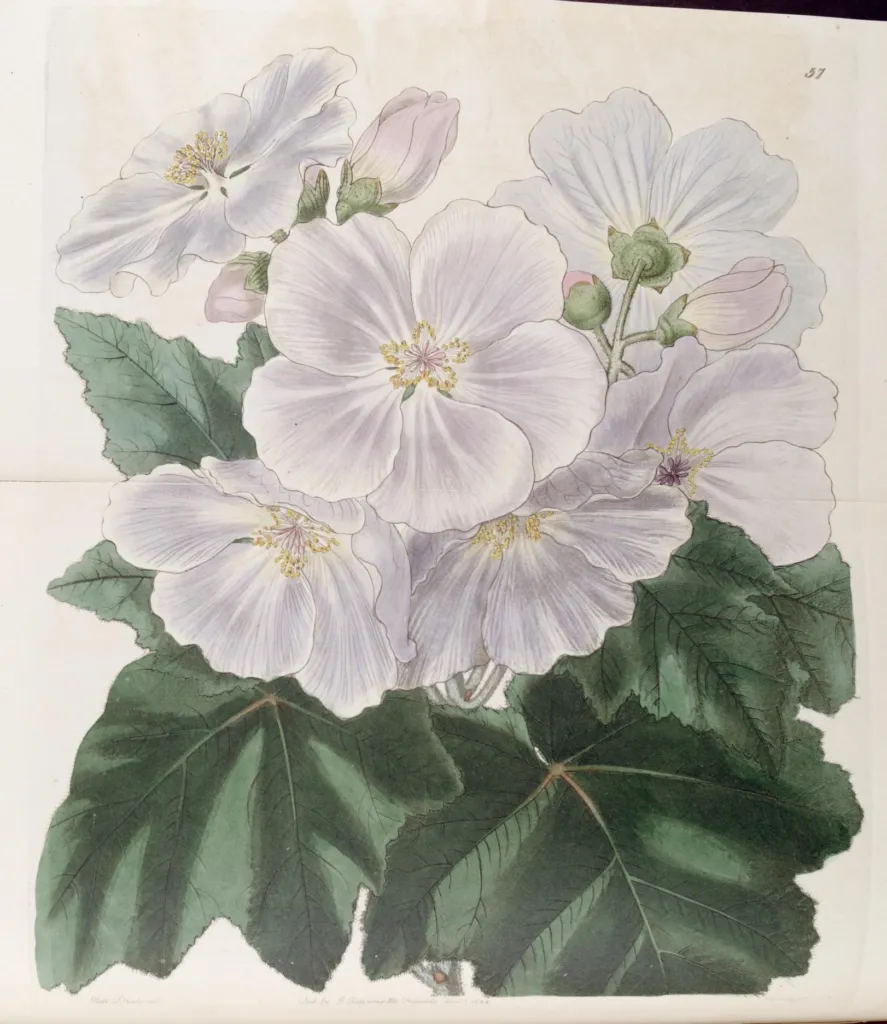 podslnečník viničolistý (Corynabutilon vitifolium) – typický vzhľad, fotografia rastliny
