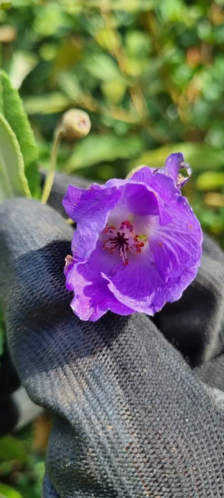 podslnečník viničolistý (Corynabutilon vitifolium) – typický vzhľad, fotografia rastliny