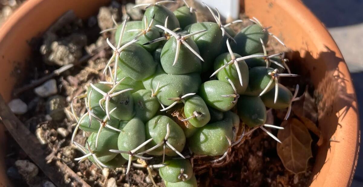 Coryphantha elephantidens – Pflanzenfoto