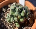 Coryphantha elephantidens – Pflege