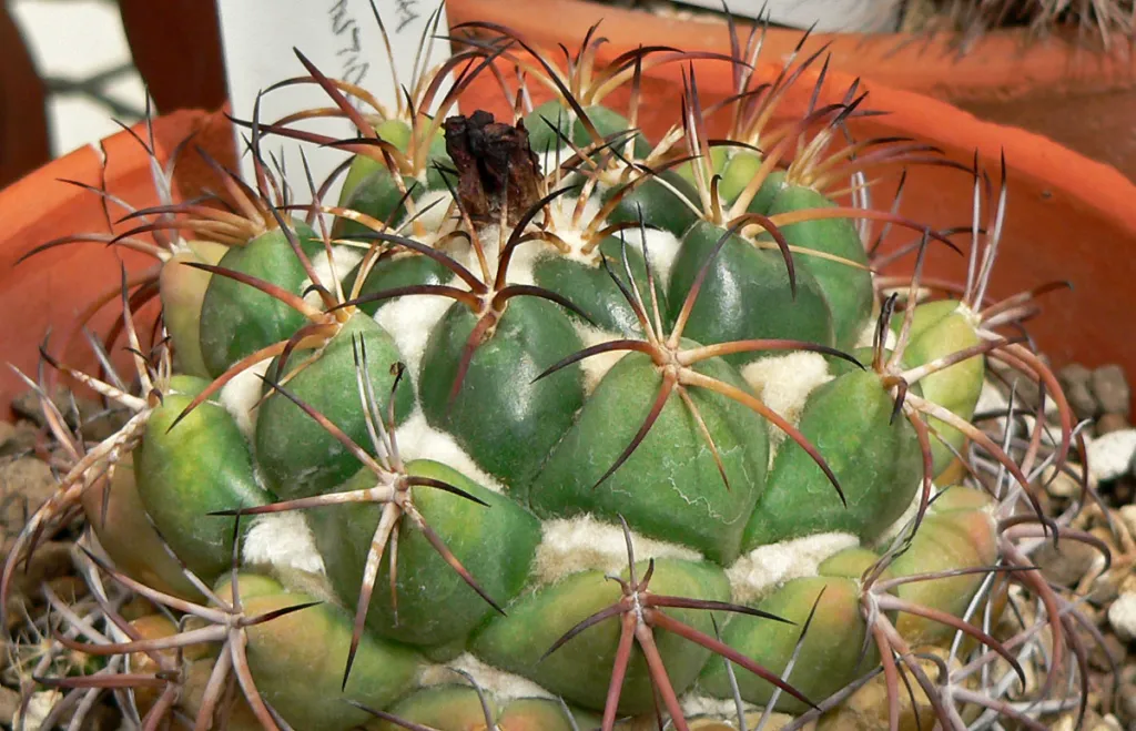 Elephant's Tooth (Coryphantha elephantidens) – in a garden setting, plant photo