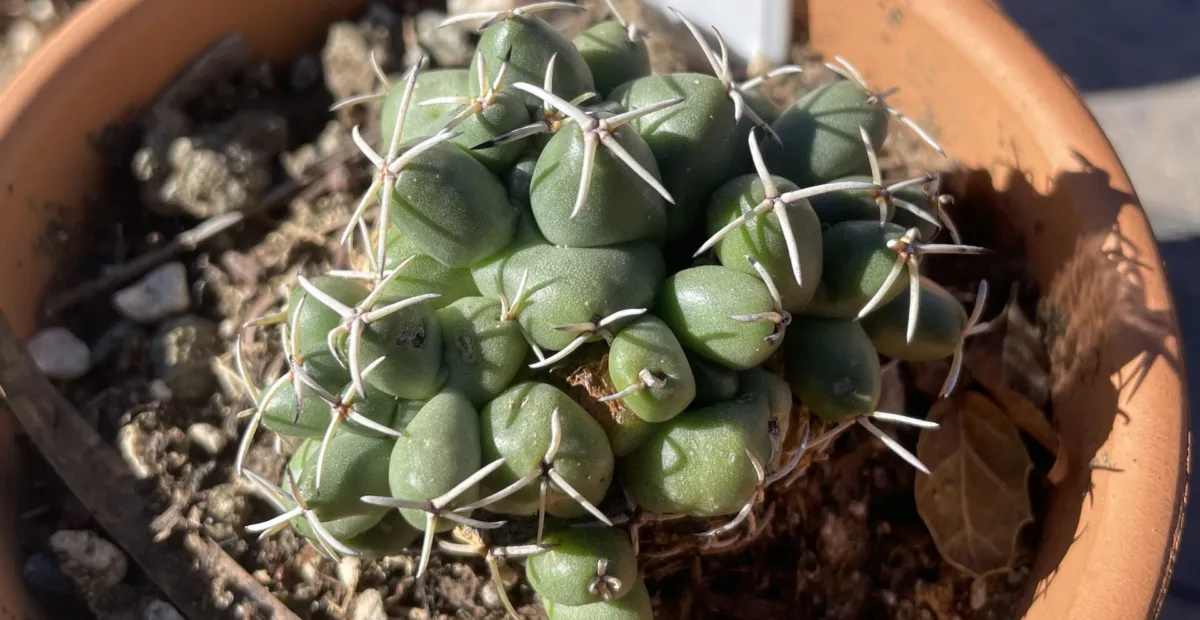 Elephant's Tooth (Coryphantha elephantidens) – plant photo
