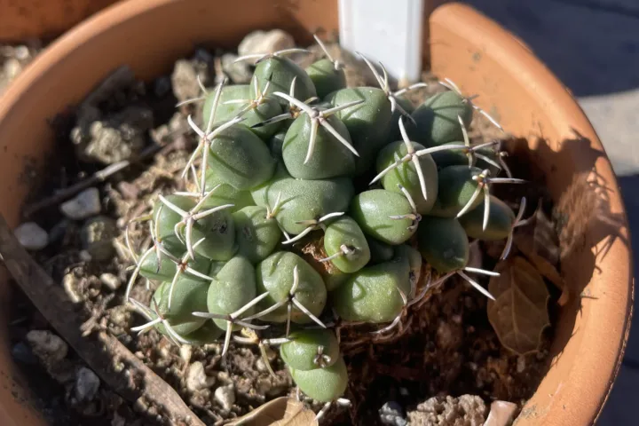 Coryphantha elephantidens