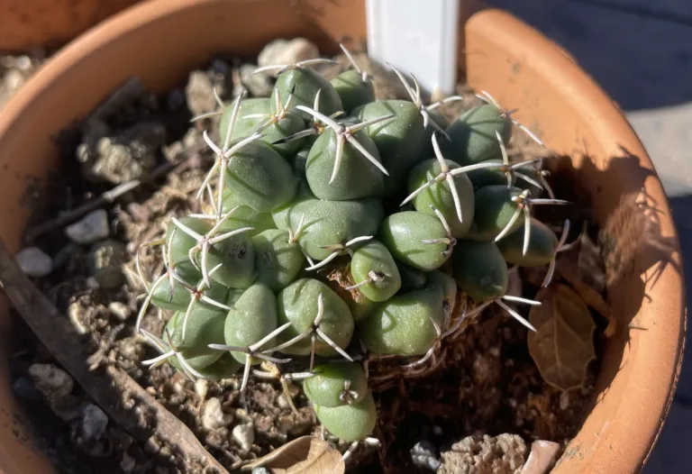Coryphantha elephantidens