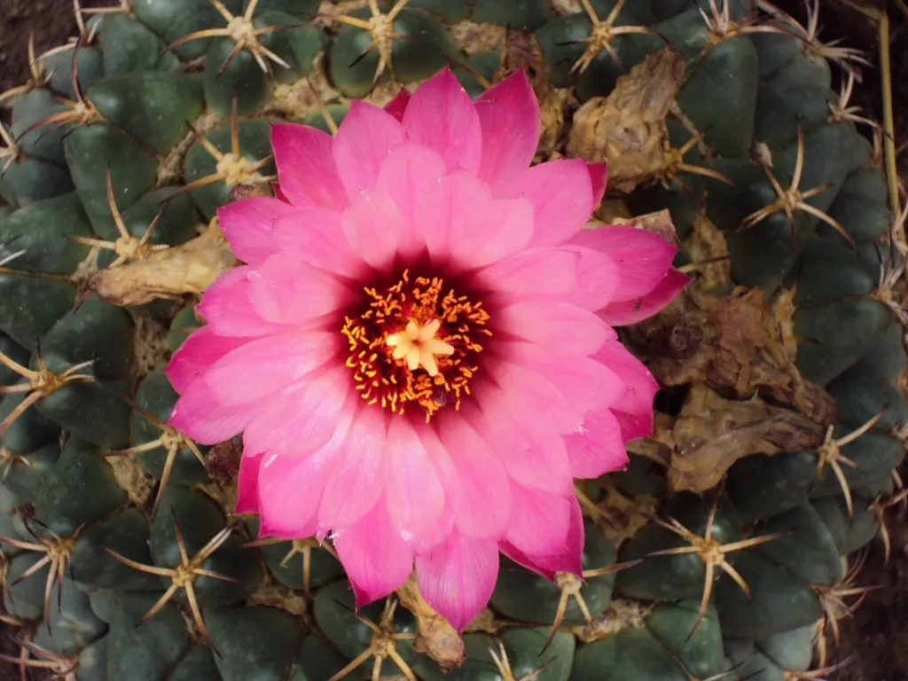 Elephant's Tooth (Coryphantha elephantidens) – characteristic appearance, plant photo