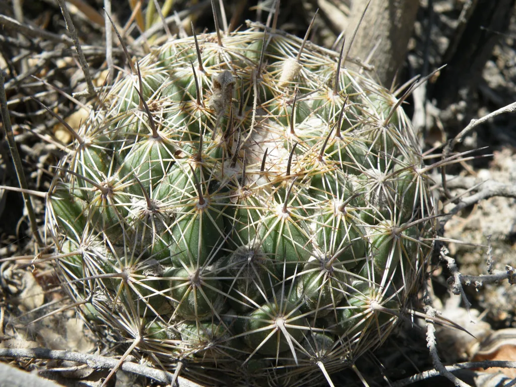 Elephant's Tooth (Coryphantha elephantidens) – characteristic appearance, plant photo