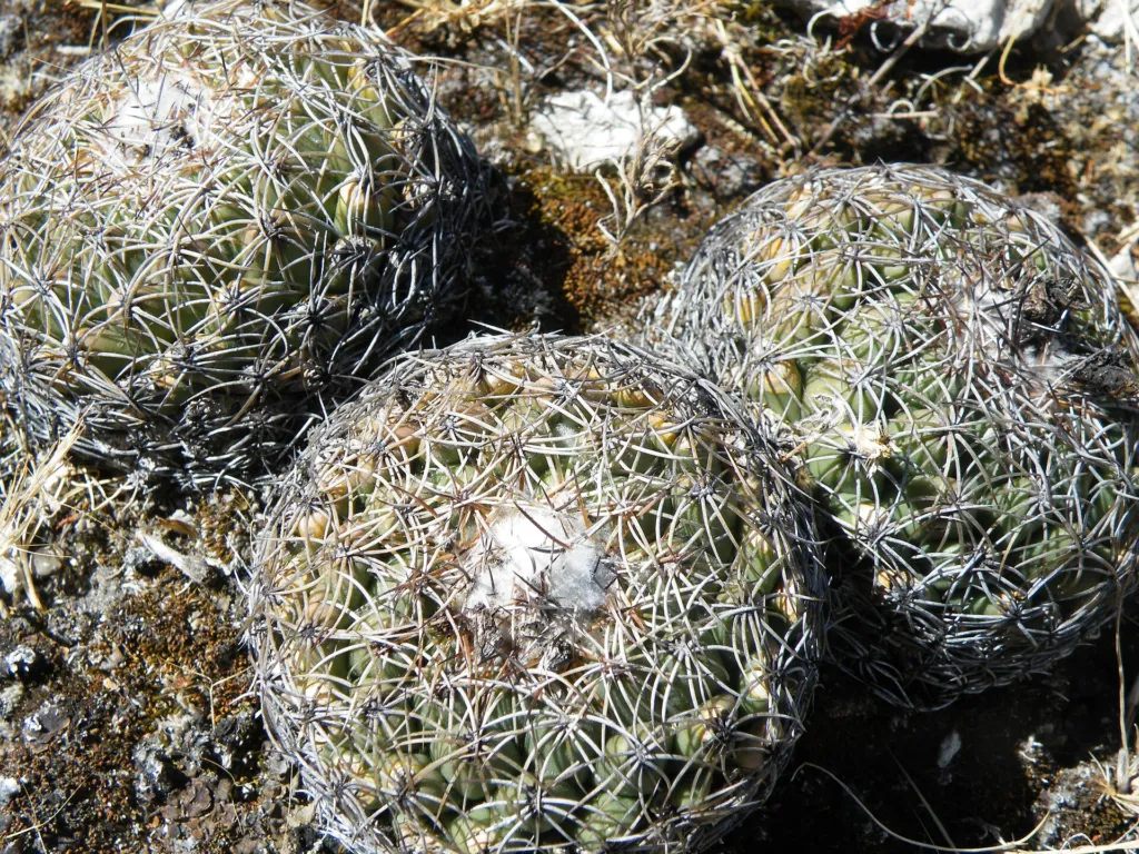 Elephant's Tooth (Coryphantha elephantidens) – characteristic appearance, plant photo