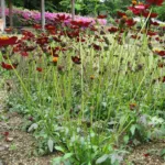 Chocolate Cosmos (Cosmos atrosanguineus) – plant photo