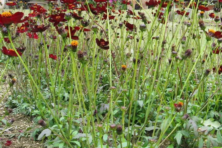 Cosmos atrosanguineus