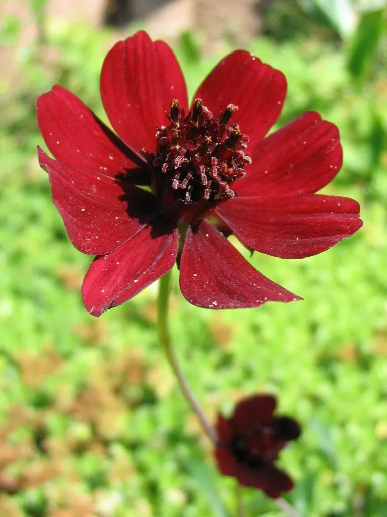 Chocolate Cosmos (Cosmos atrosanguineus) – characteristic appearance, plant photo