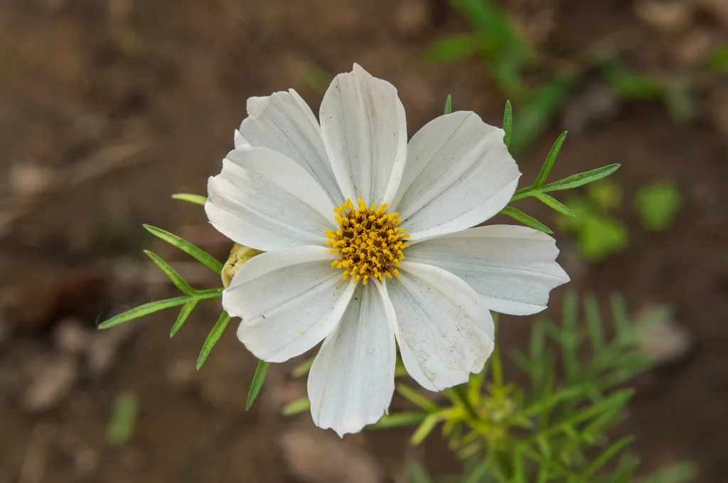Schmuckkörbchen (Cosmos bipinnatus) – Blüten in Nahaufnahme, Pflanzenfoto