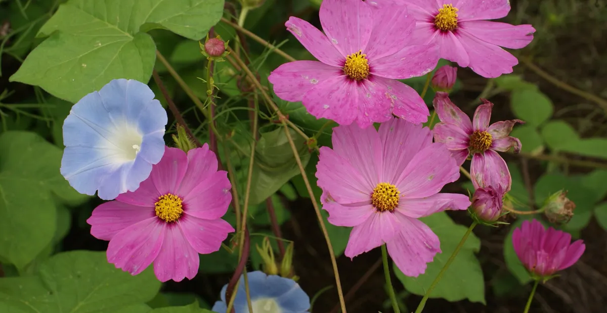 garden cosmos (Cosmos bipinnatus) – plant photo