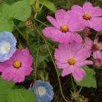 garden cosmos (Cosmos bipinnatus) – plant photo