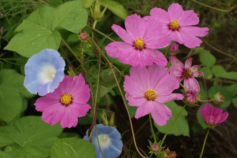 Cosmos bipinnatus