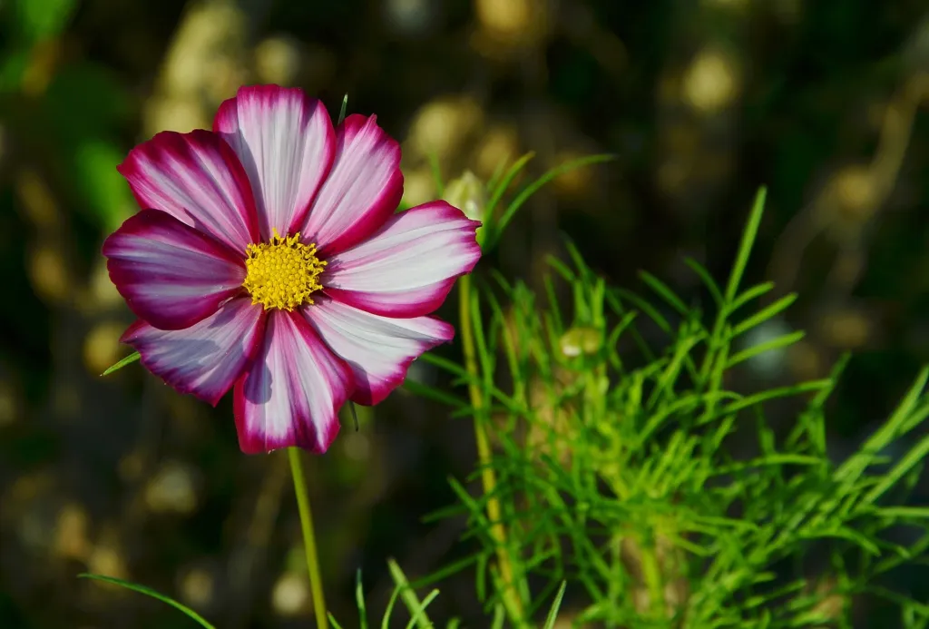 Schmuckkörbchen (Cosmos bipinnatus) – im Garten, Pflanzenfoto