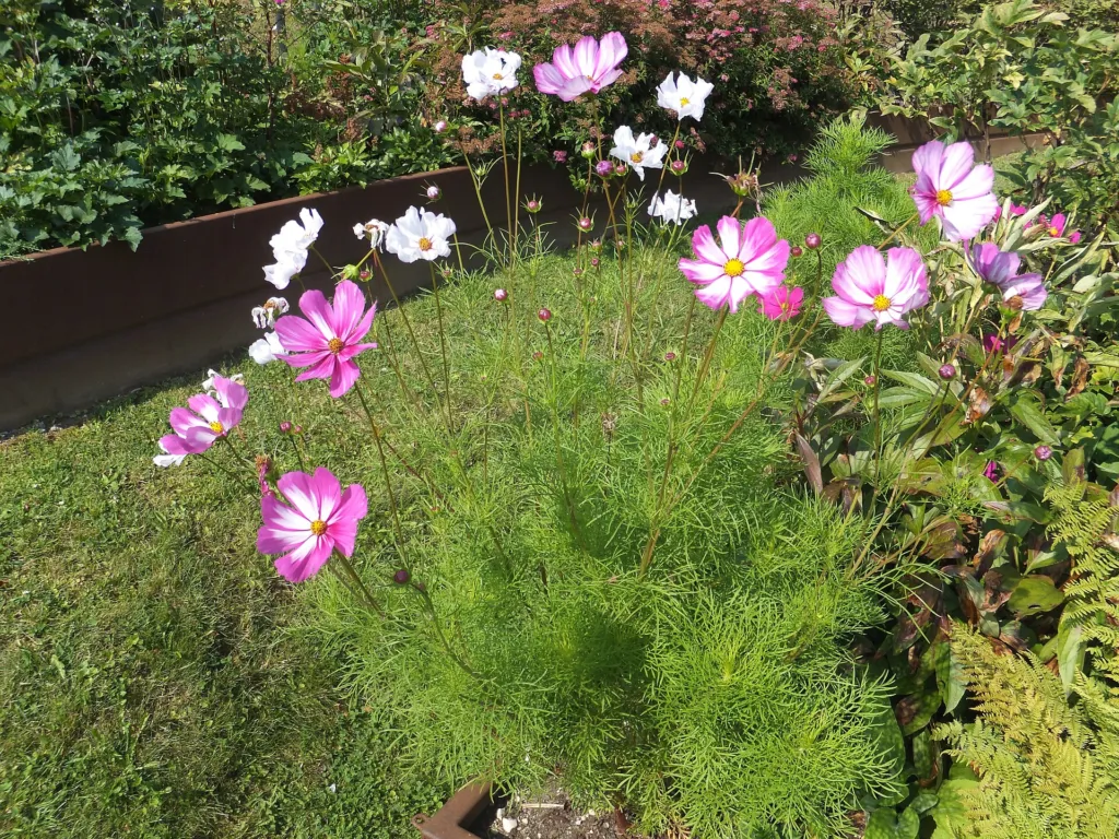 Schmuckkörbchen (Cosmos bipinnatus) – Blüten in Nahaufnahme, Pflanzenfoto