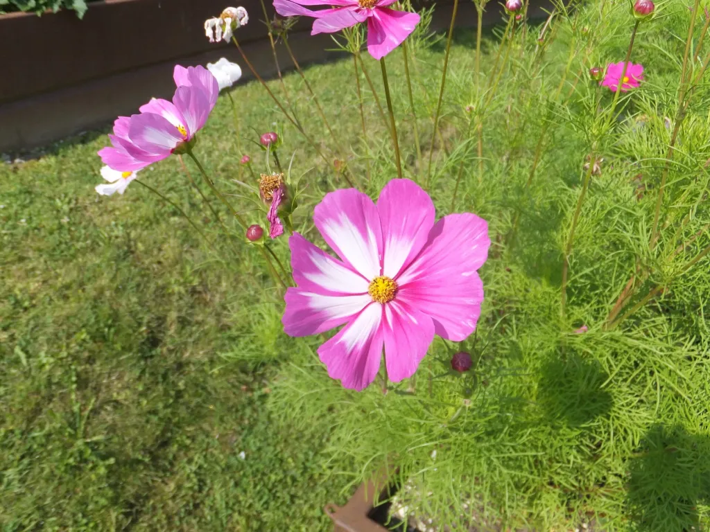 Schmuckkörbchen (Cosmos bipinnatus) – Blüten in Nahaufnahme, Pflanzenfoto