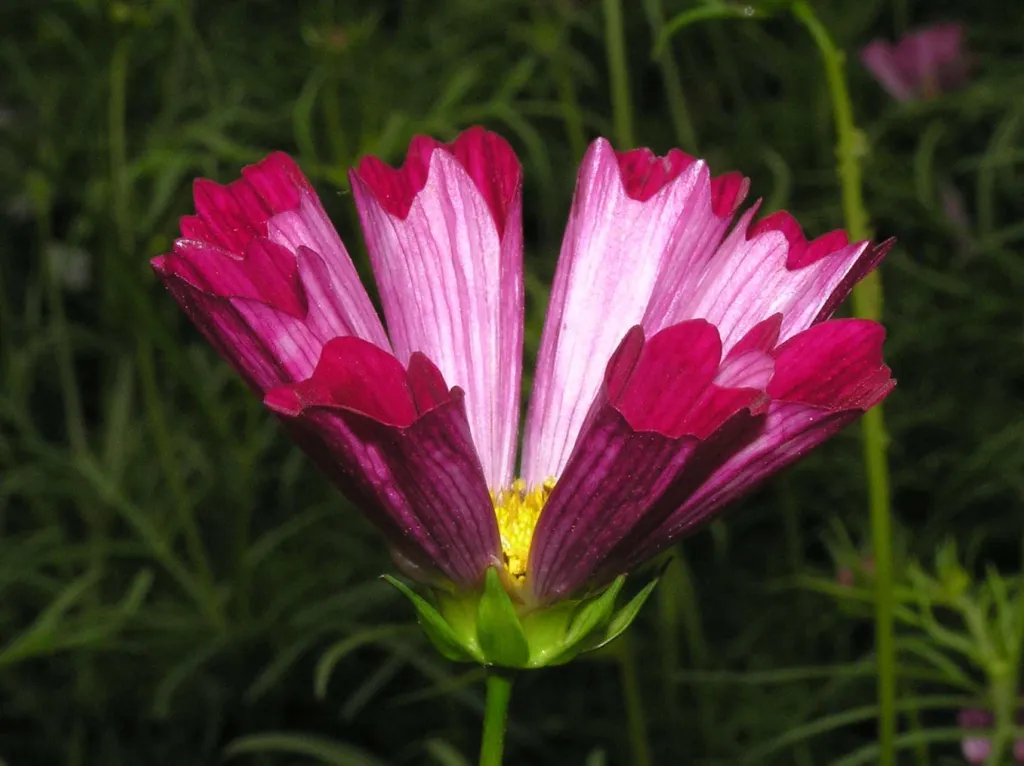 Krasuľka perovitá ‘Sea Shells’ (Cosmos bipinnatus 'Sea Shells') – kvety zblízka, fotografia rastliny