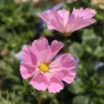 Sea Shells (Cosmos bipinnatus ‘Sea Shells’) (Cosmos bipinnatus 'Sea Shells') – plant