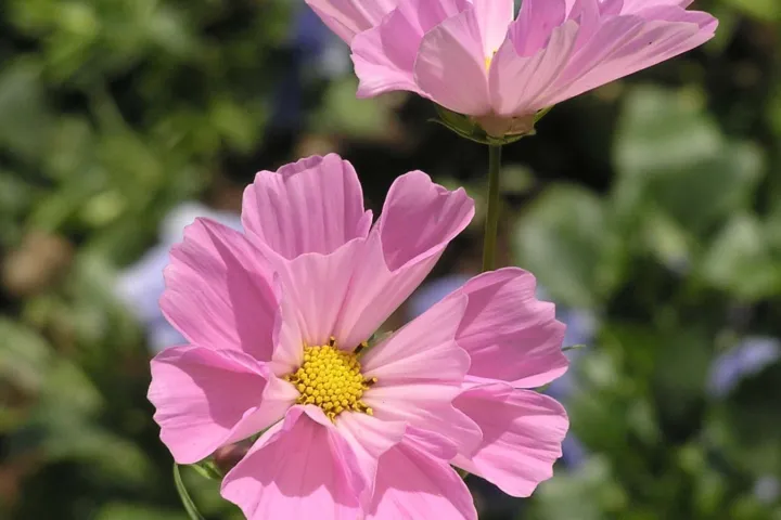 Cosmos bipinnatus 'Sea Shells'