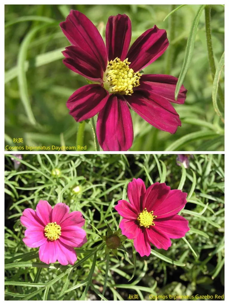 Schmuckkörbchen 'Daydream' (Cosmos 'Daydream') – Blüten in Nahaufnahme, Pflanzenfoto