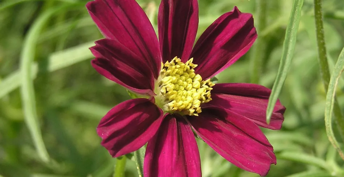 Cosmos 'Daydream' – plant photo