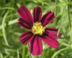Cosmos ‘Daydream’