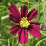 Cosmos ‘Daydream’ (Cosmos 'Daydream') – plant photo