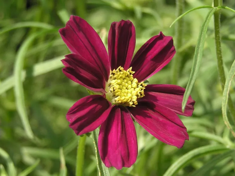 Cosmos 'Daydream'