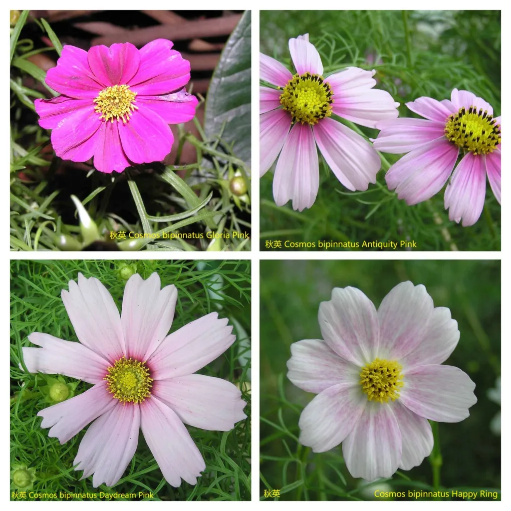 Schmuckkörbchen 'Daydream' (Cosmos 'Daydream') – im Garten, Pflanzenfoto