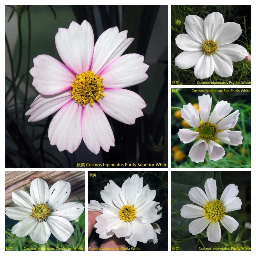 Schmuckkörbchen 'Daydream' (Cosmos 'Daydream') – im Garten, Pflanzenfoto