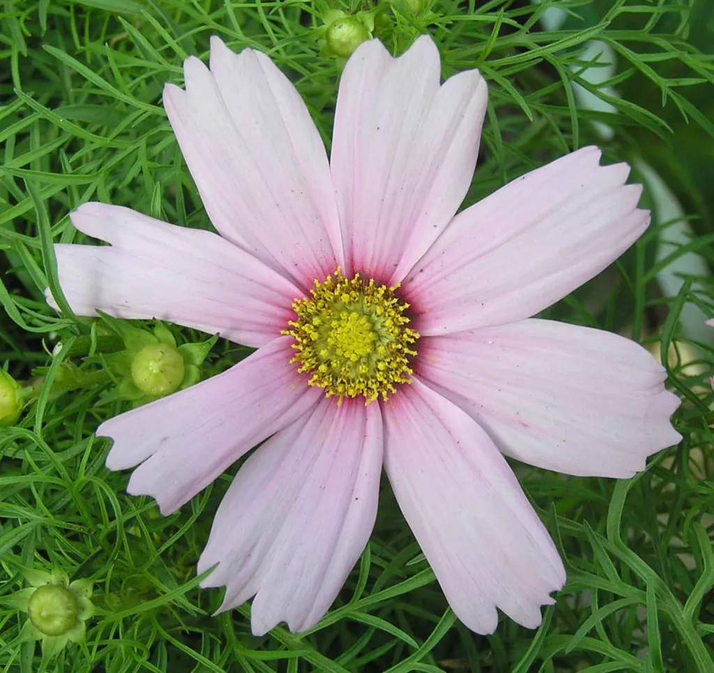 Schmuckkörbchen 'Daydream' (Cosmos 'Daydream') – im Garten, Pflanzenfoto