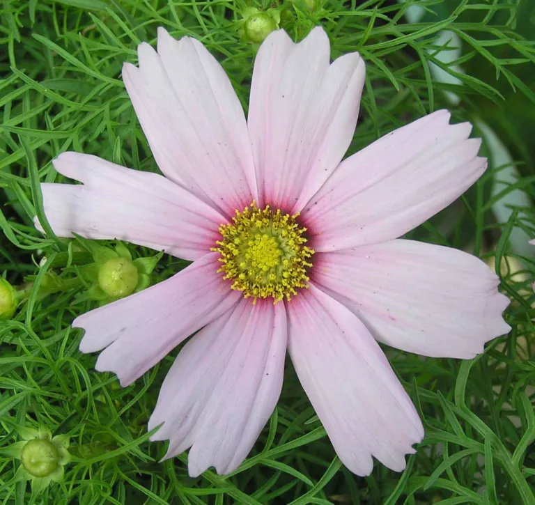 Cosmos ‘Daydream’ (Cosmos 'Daydream') – in a garden setting, plant photo