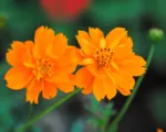 Sulfur cosmos and yellow cosmos (Cosmos sulphureus) care guide