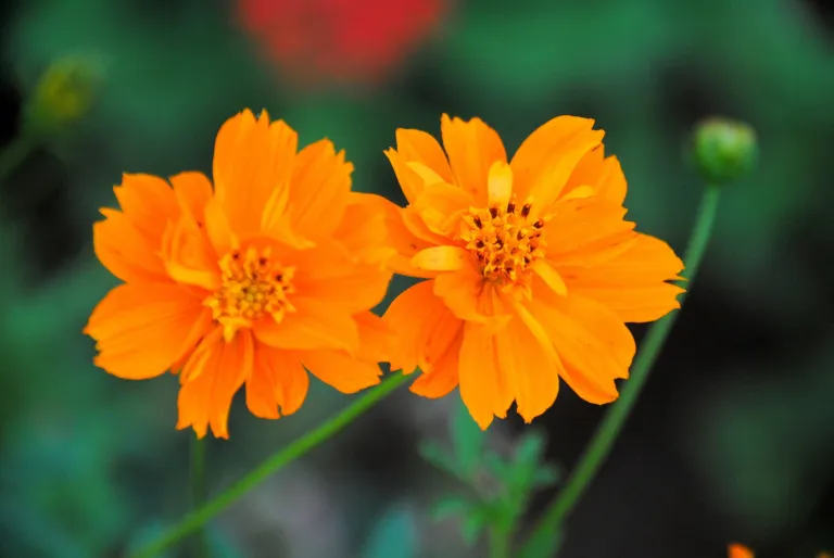Cosmos sulphureus