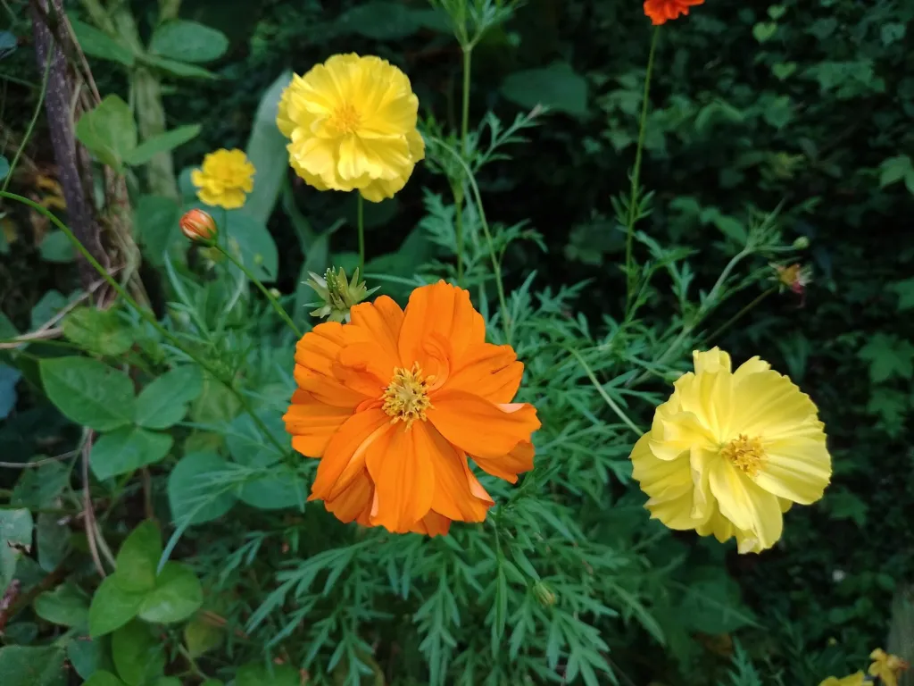 sulfur cosmos and yellow cosmos (Cosmos sulphureus) – flowers in close-up, plant photo