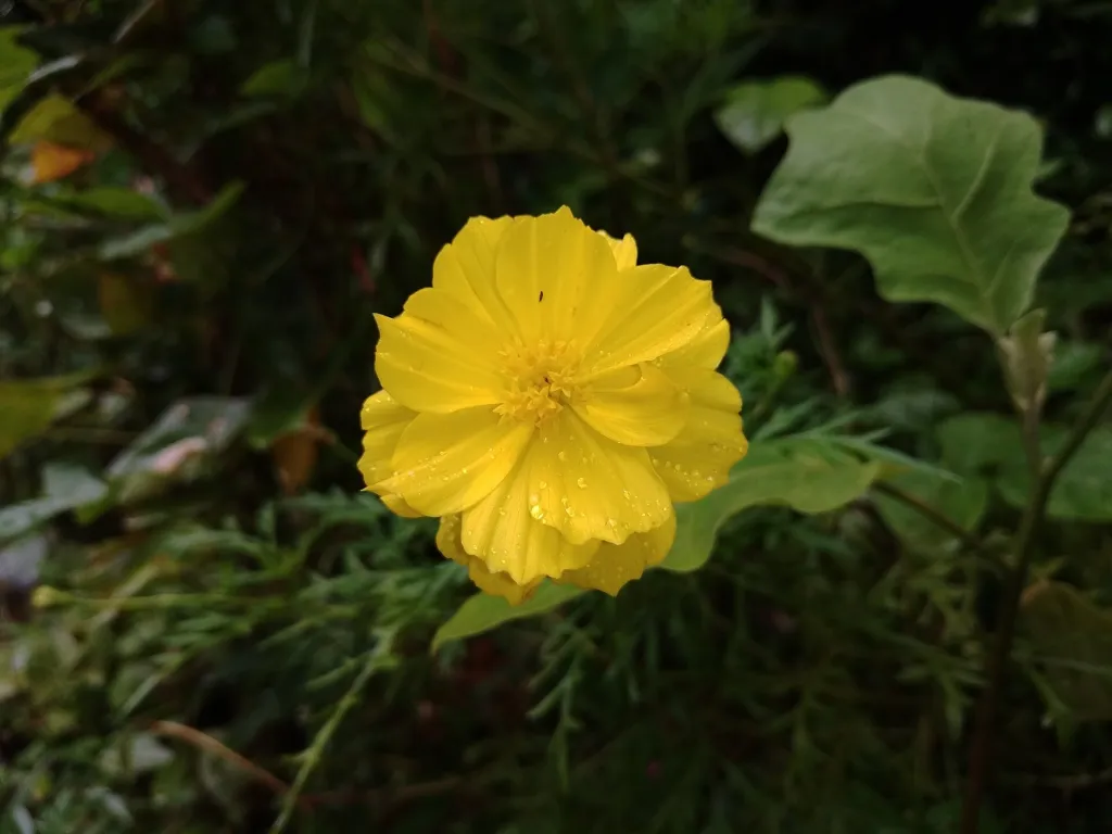 sulfur cosmos and yellow cosmos (Cosmos sulphureus) – flowers in close-up, plant photo
